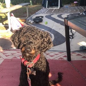 Meet your Posher, Donna